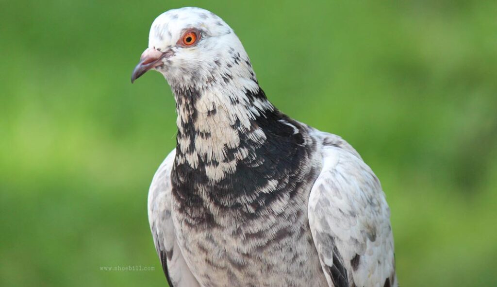 Albino Feral pigeon – Shoebill