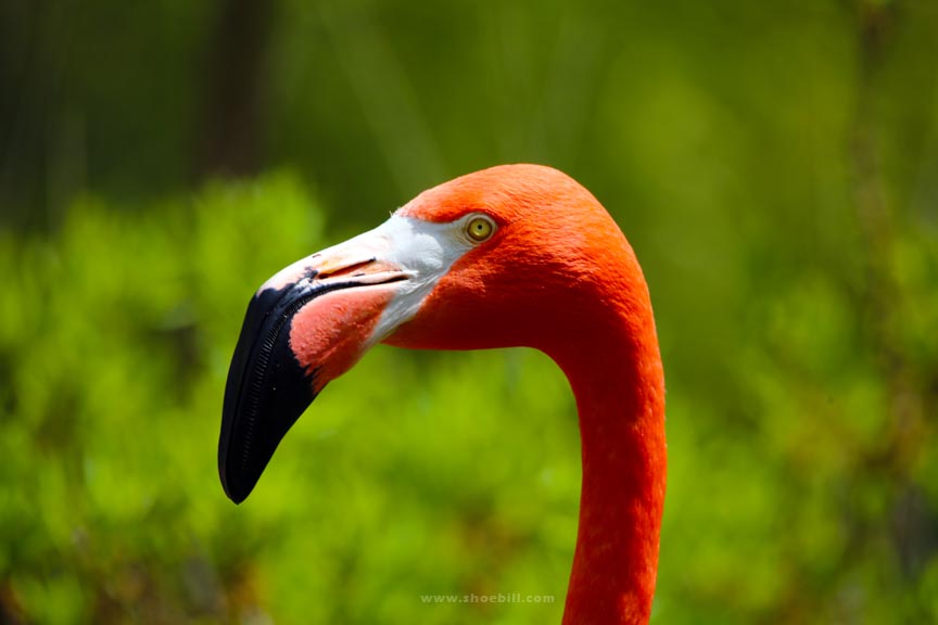 Caribbean Flamingo