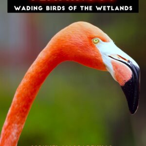 Flamingos: Wading birds of the wetlands Paperback