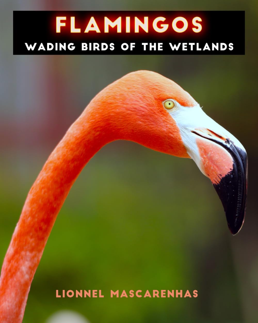 Flamingos: Wading birds of the wetlands (flamingo books for kids)