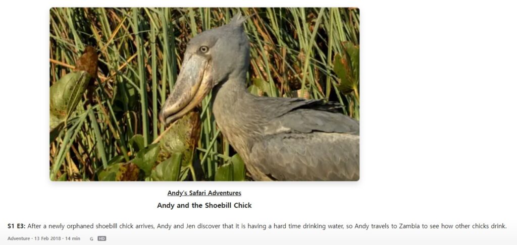 Andy and Shoebill chick