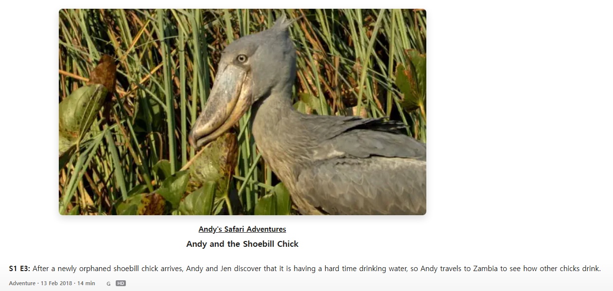 Andy’s Safari Adventures : Andy and the Shoebill Chick on Apple TV+