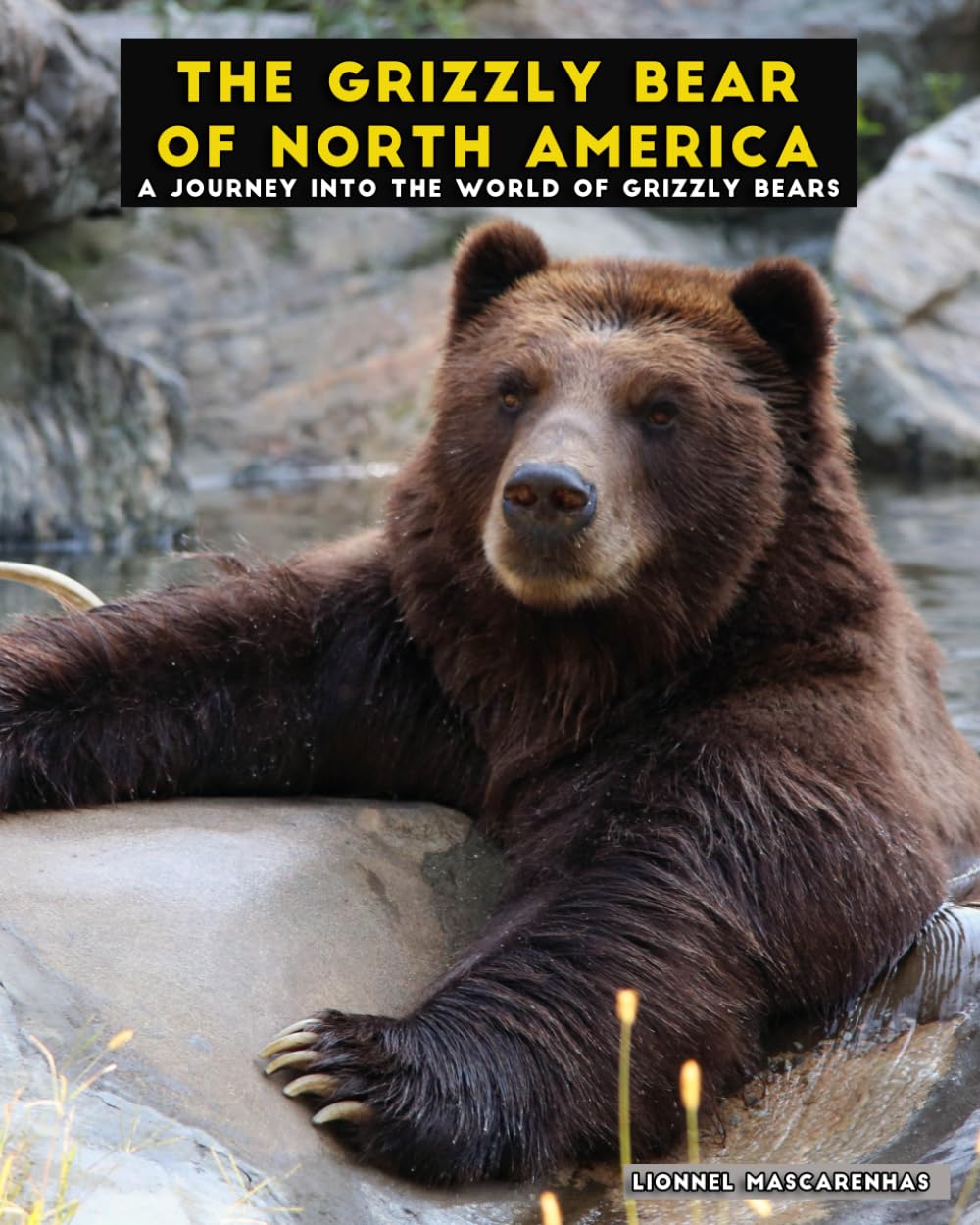 The Grizzly Bear of North America: A Journey into the World of Grizzly Bears