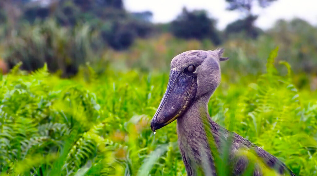 The Shoebill Stork