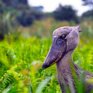 The Shoebill Stork