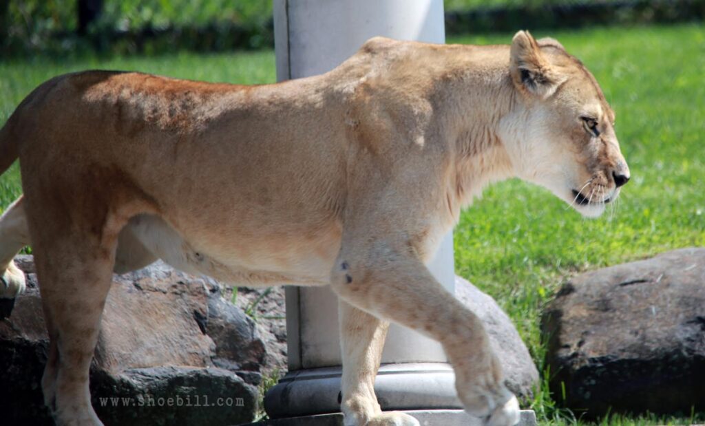 lioness