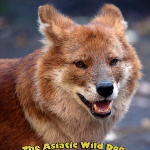 Dholes: The Asiatic Wild Dog