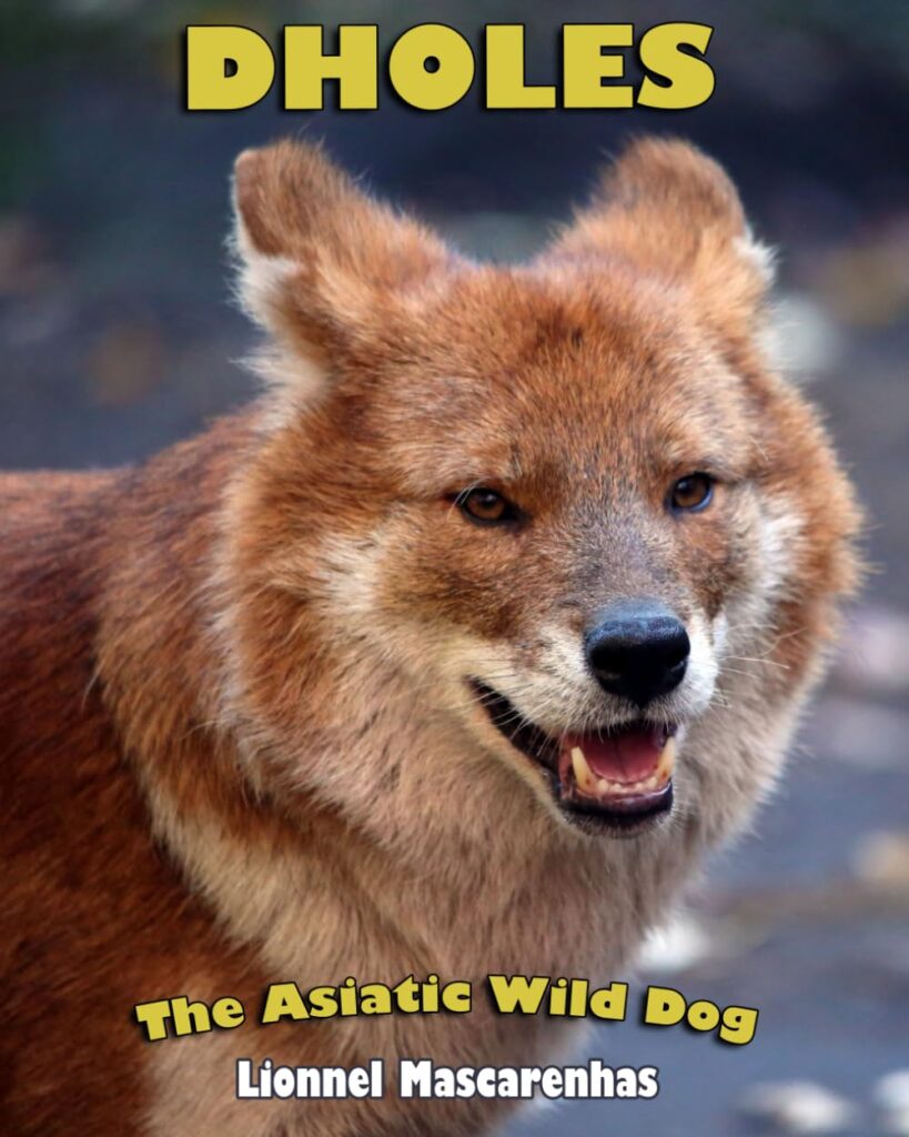 Dholes: The Asiatic Wild Dog