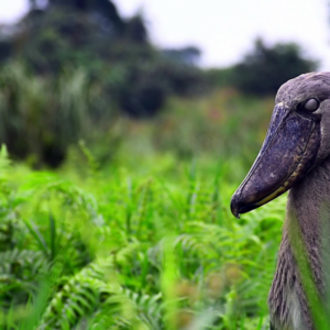 The Shoebill: A Vulnerable Stork of the Wetland