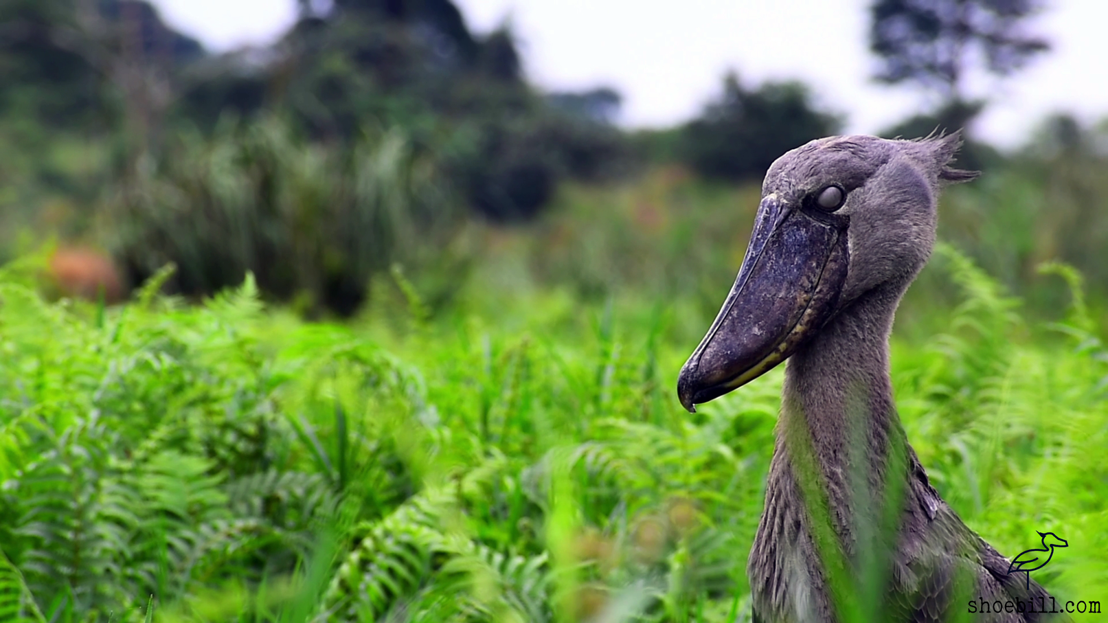 El picozapato : Una cigüeña vulnerable de los humedales | Un documental (2025)