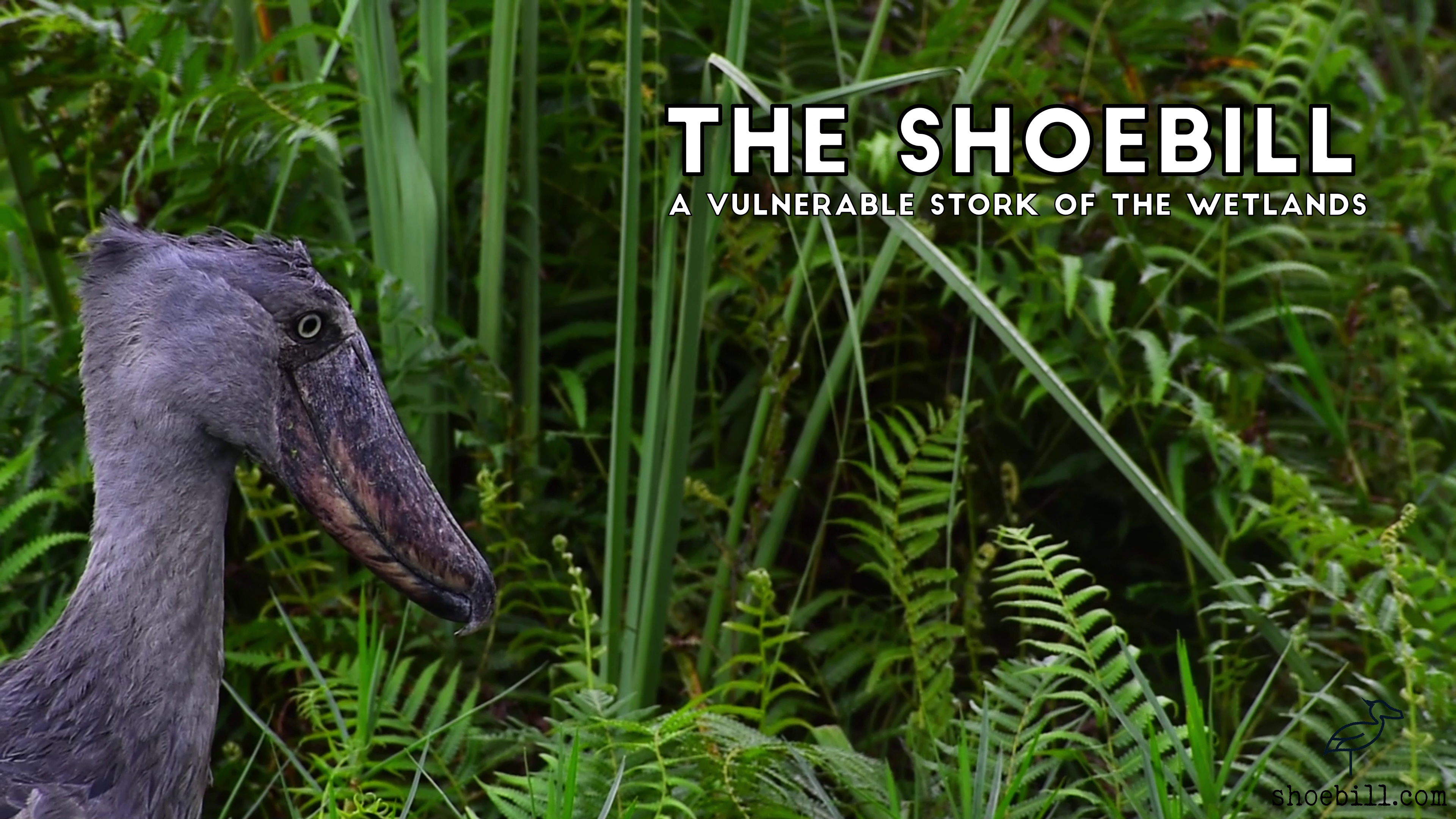 The Shoebill : A Vulnerable Stork of the Wetlands | A Documentary